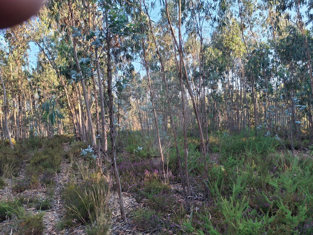 Terreno  para venda