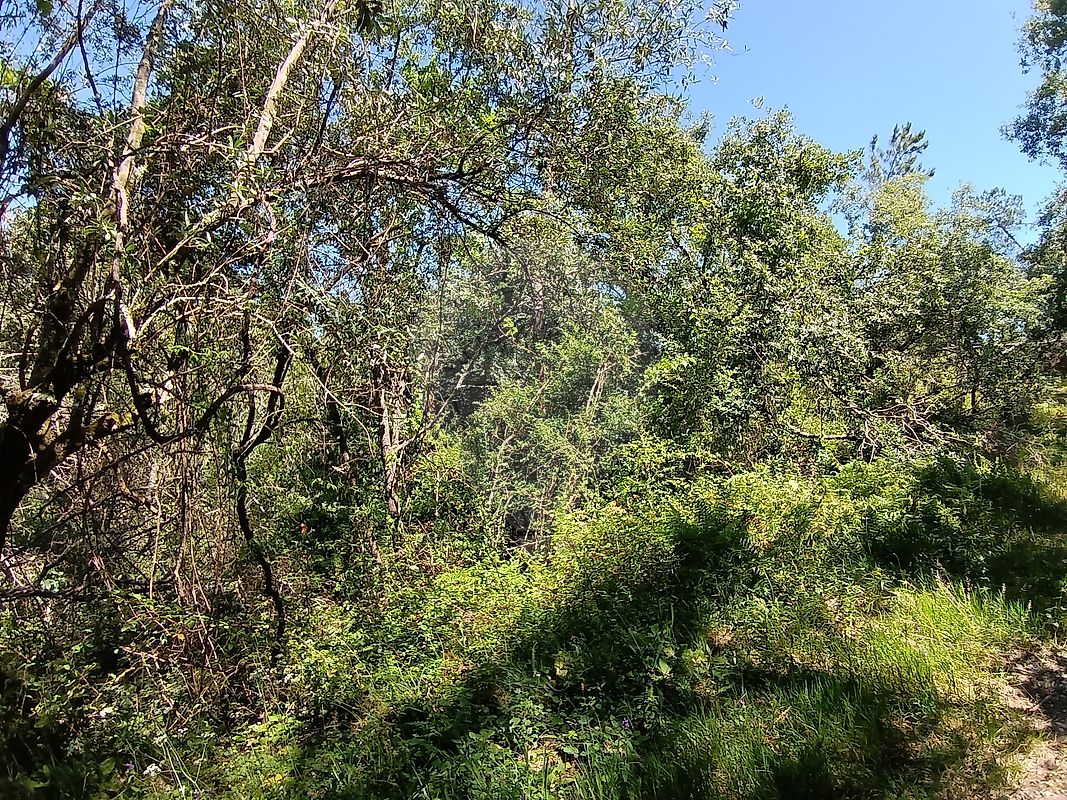 Terreno - Santiago e São Simão de Litém e Albergaria dos Doze, Pombal, Leiria