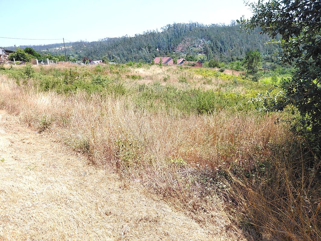 Terreno - Carnide, Pombal, Leiria