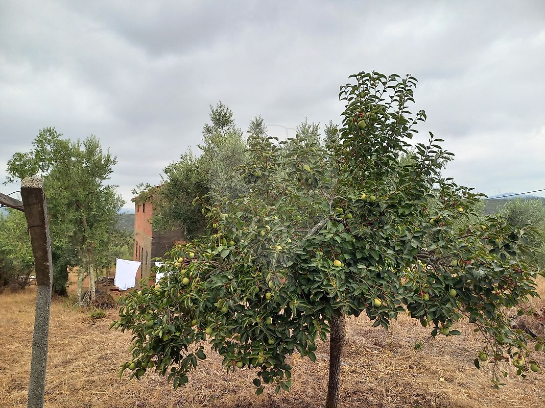 Moradia T3 à venda em Pelmá, Alvaiázere — foto 22
