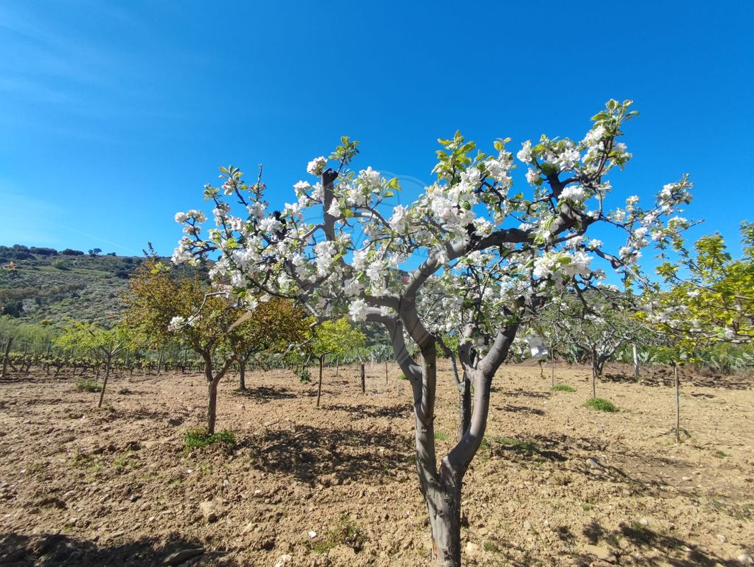 Quinta para venda