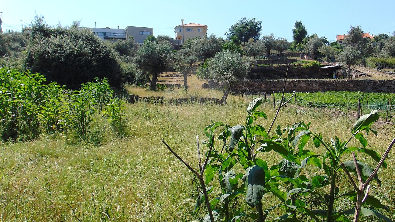 Terreno à venda em Celorico da Beira