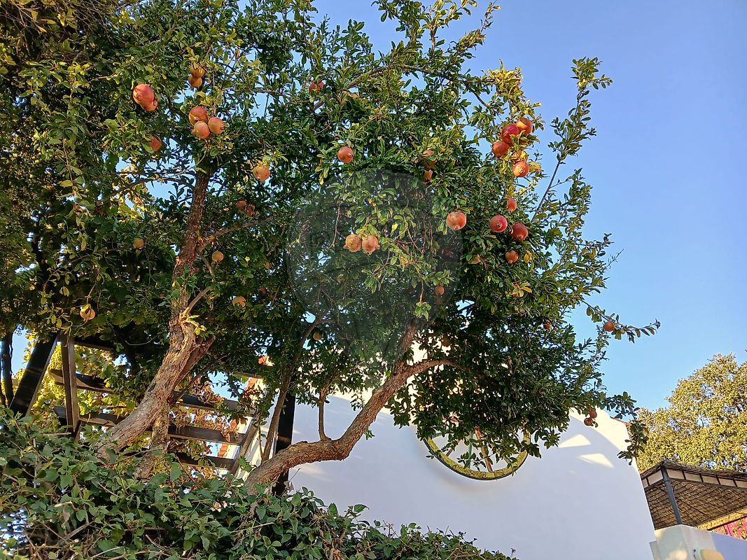 Moradia T6+ à venda em Ferragudo, Lagoa — foto 31