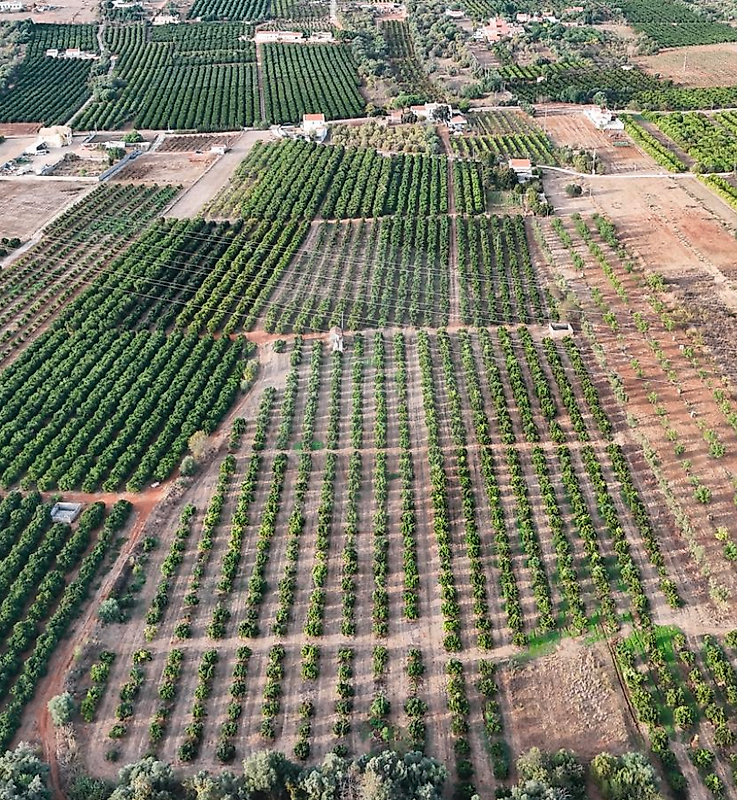 Terreno - Algoz e Tunes, Silves, Faro