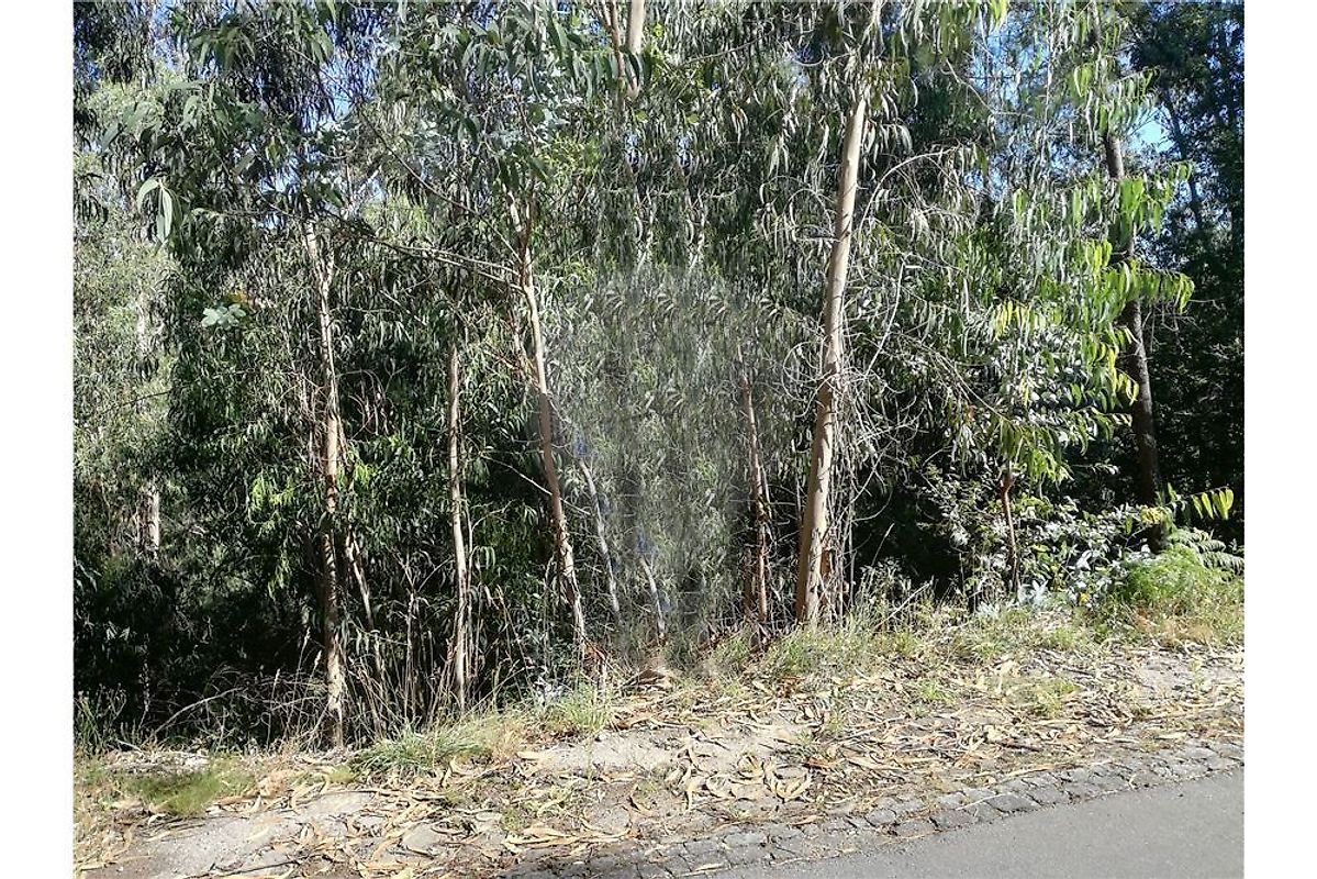 Terreno  à venda em Amares