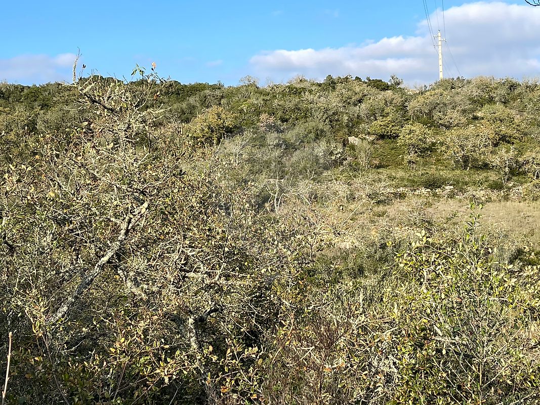 Terreno  à venda em Cabrela