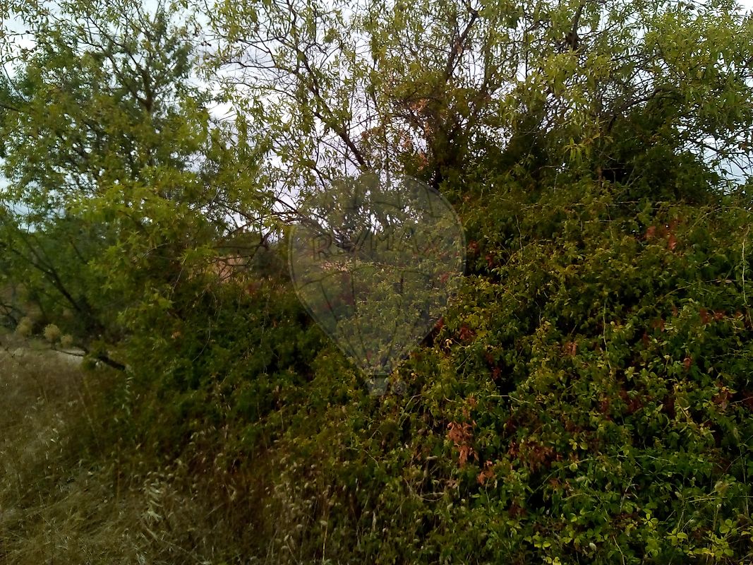 Terreno - Parreira e Chouto, Chamusca, Santarém