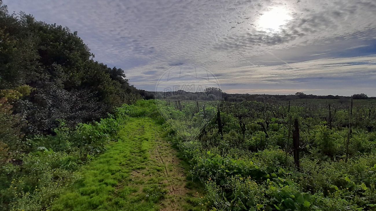 Terreno à venda em Santarém