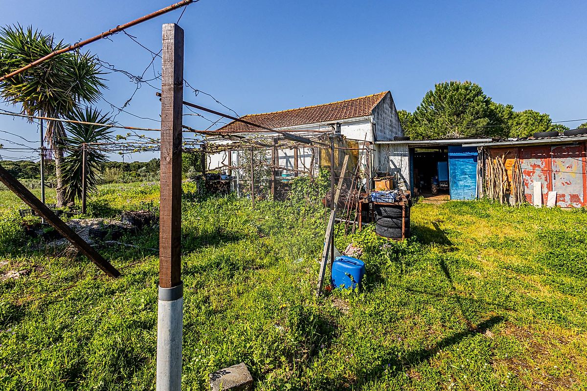 Terreno - Cartaxo e Vale da Pinta, Cartaxo, Santarém