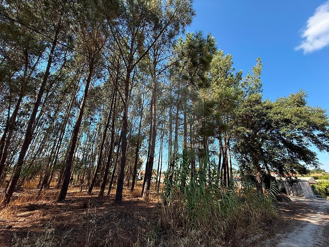 Terreno - Pontével, Cartaxo, Santarém