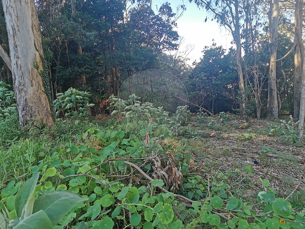 Terreno à venda em Machico