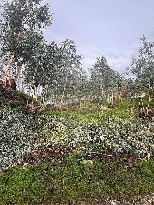 Land for sale in Porto de Mós, Portugal — €260,000