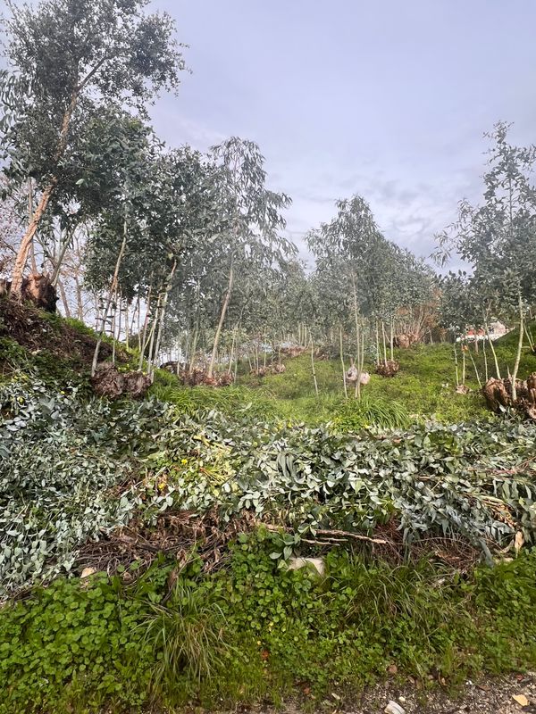 Terreno para venda