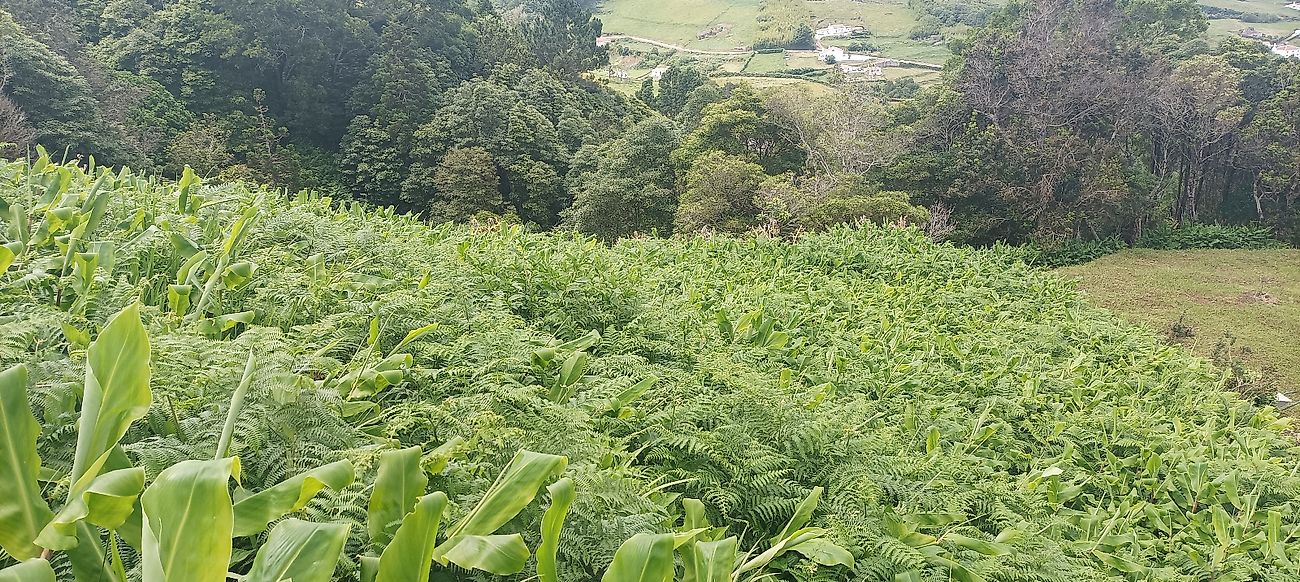 Moradia T0 à venda em Santa Bárbara, Vila do Porto — foto 7