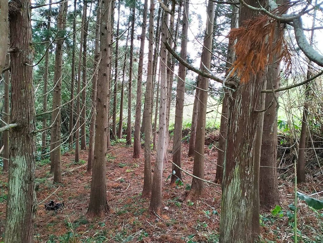 Terreno à venda em Ribeira Grande