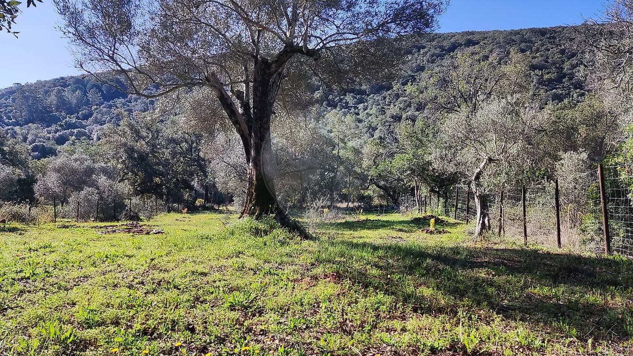 Terreno - Querença, Tôr e Benafim, Loulé, Faro