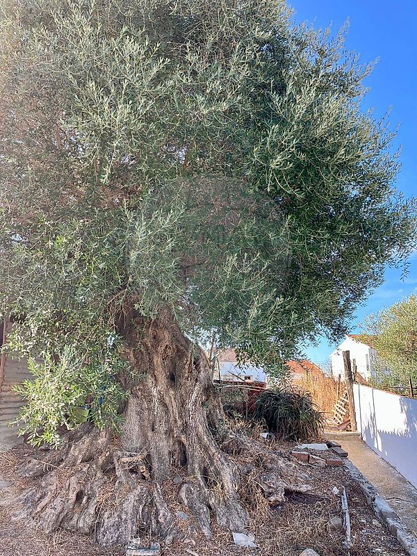 Moradia T3 à venda em Figueira dos Cavaleiros, Ferreira do Alentejo — foto 16