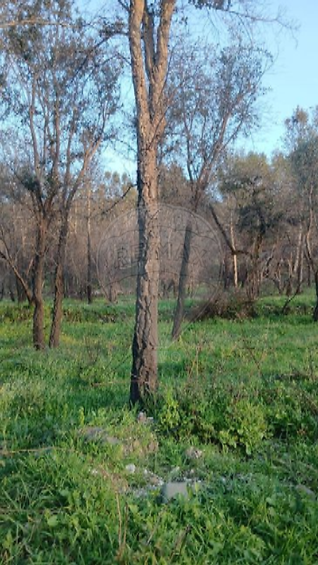 Terreno - Serpins, Lousã, Coimbra