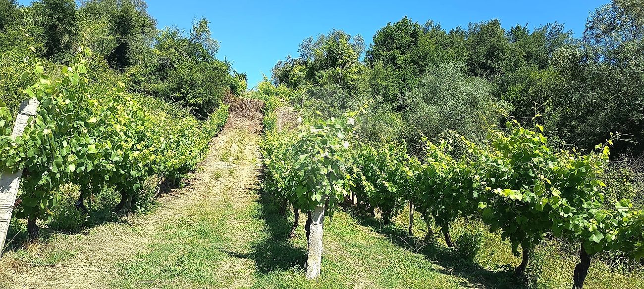Terreno à venda em Coimbra