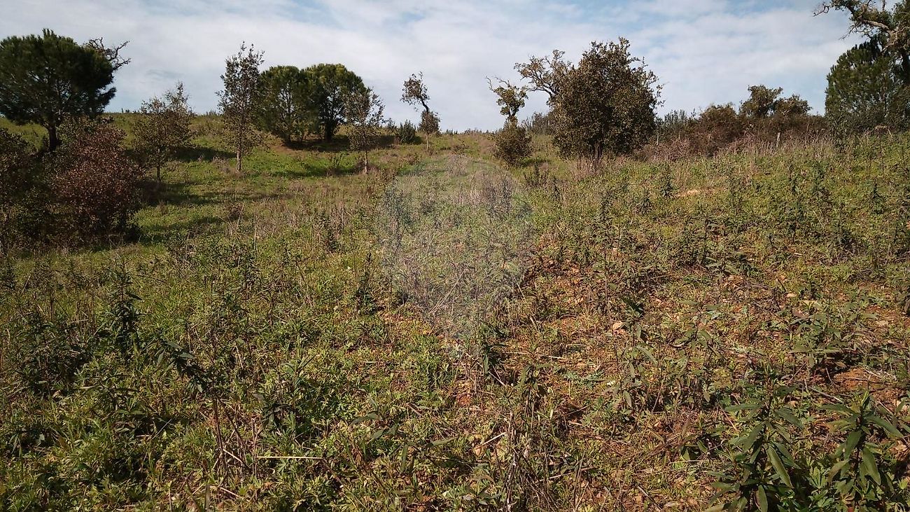 Land for sale in Santiago do Cacém, Portugal — €330,000