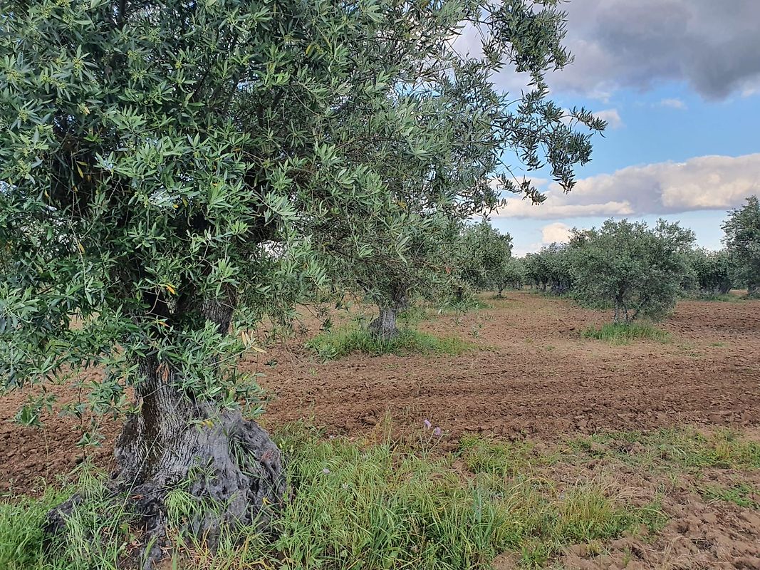 Terreno à venda em Reguengos de Monsaraz