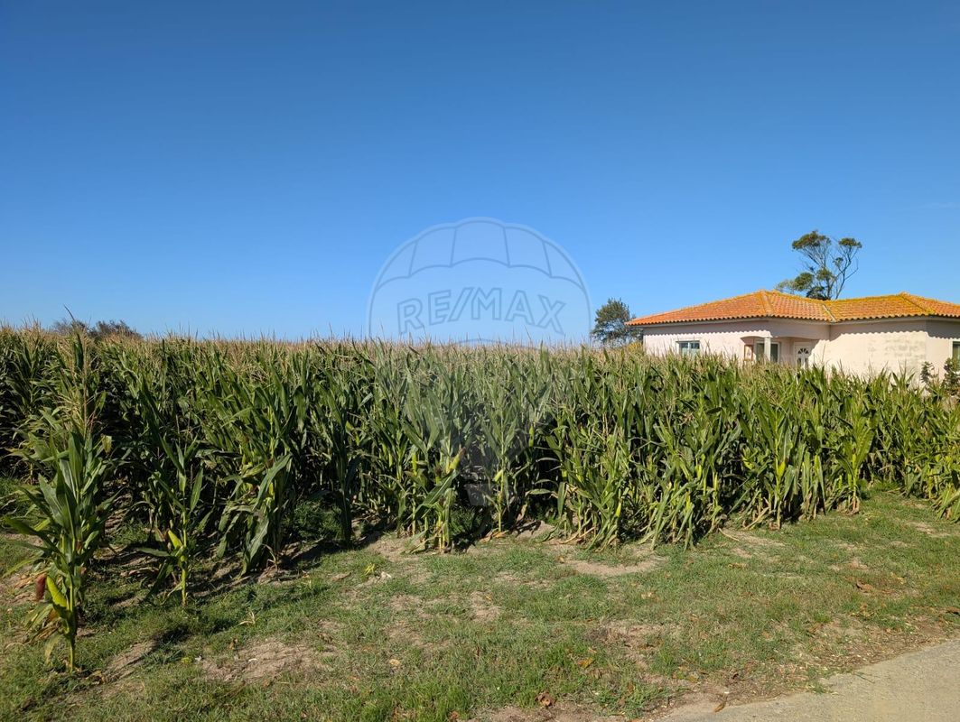 Terreno  para venda