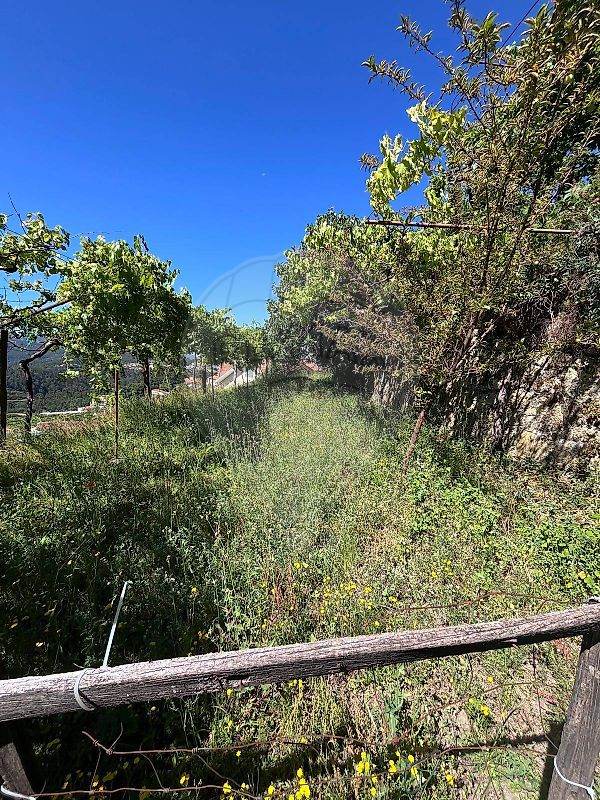 Moradia T6+ à venda em Roge, Vale de Cambra — foto 12