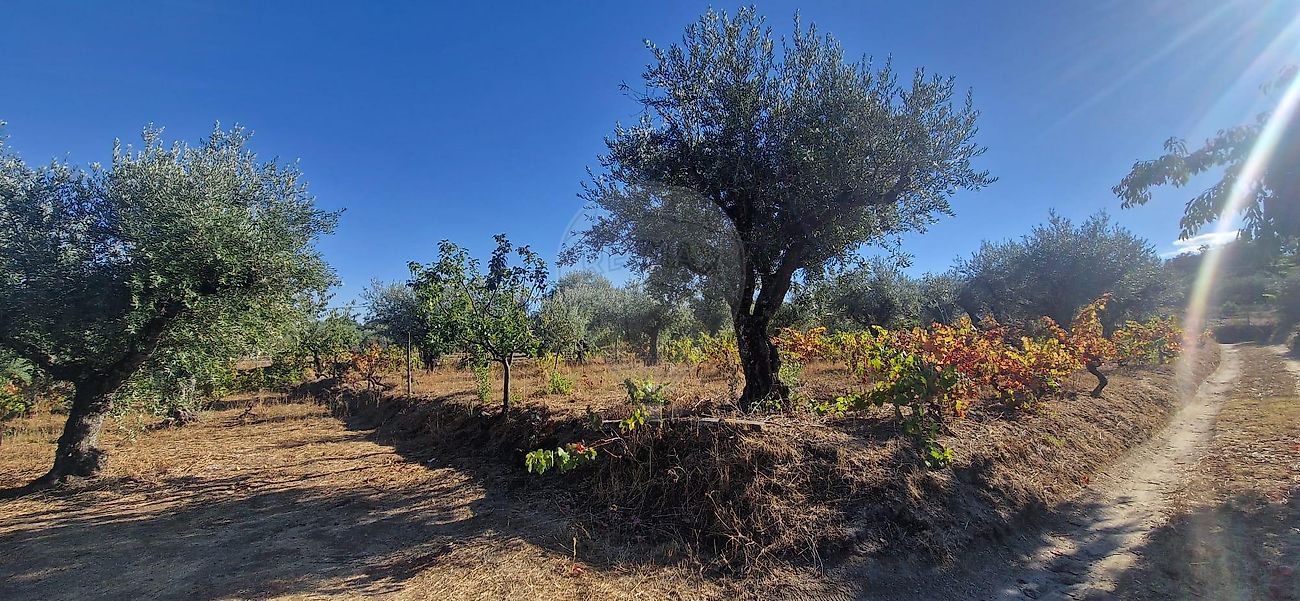 Terreno - Alpedrinha, Fundão, Castelo Branco