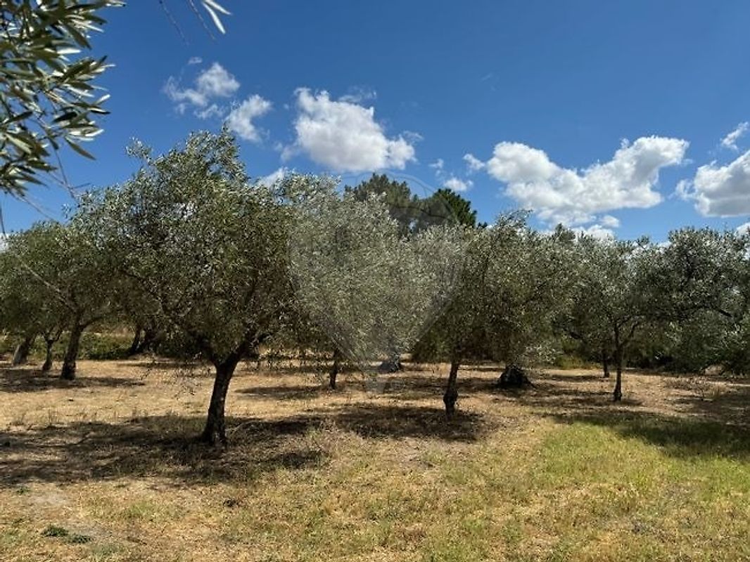 Terreno - Vale de Prazeres e Mata da Rainha, Fundão, Castelo Branco
