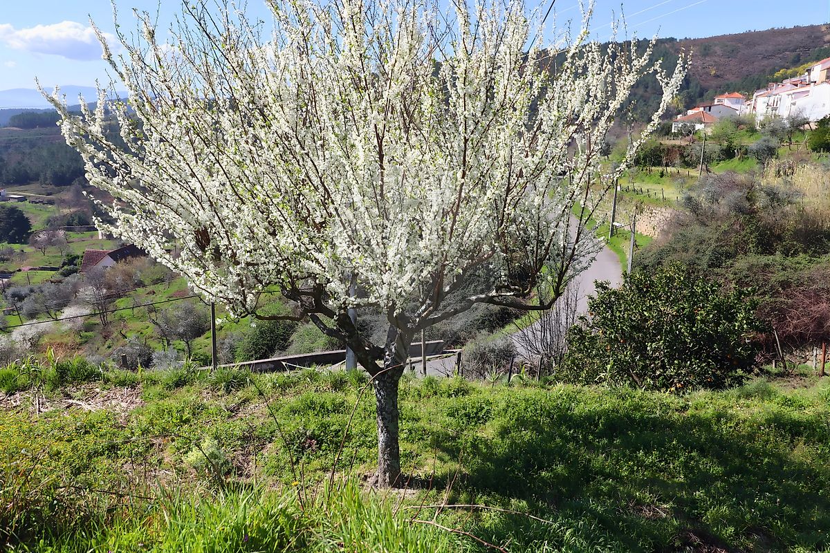 Terreno à venda em Covilhã