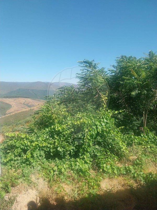 Moradia T5 à venda em Teixoso e Sarzedo, Covilhã — foto 18