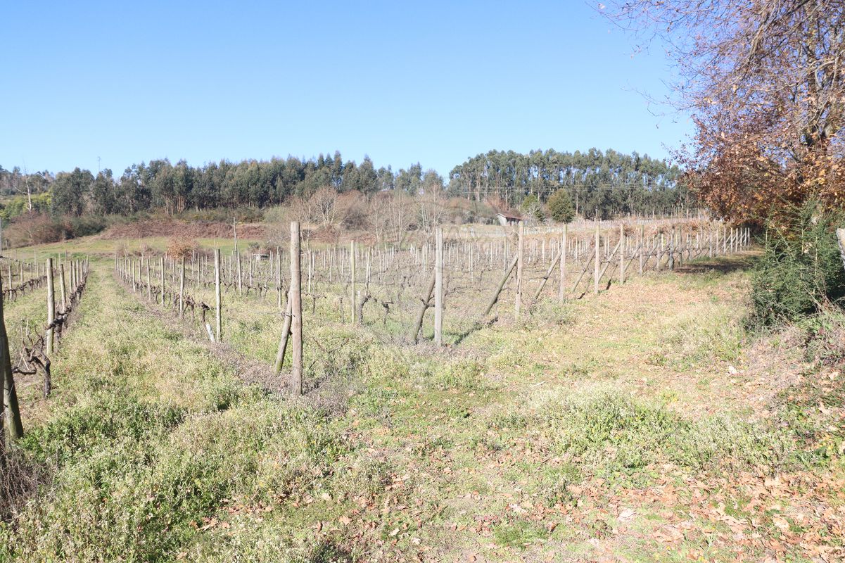 Terreno  para venda