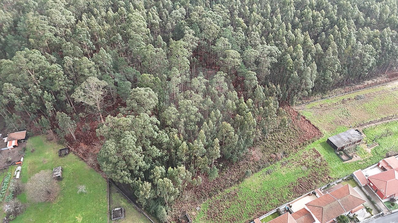 Terreno - Macieira da Lixa e Caramos, Felgueiras, Porto