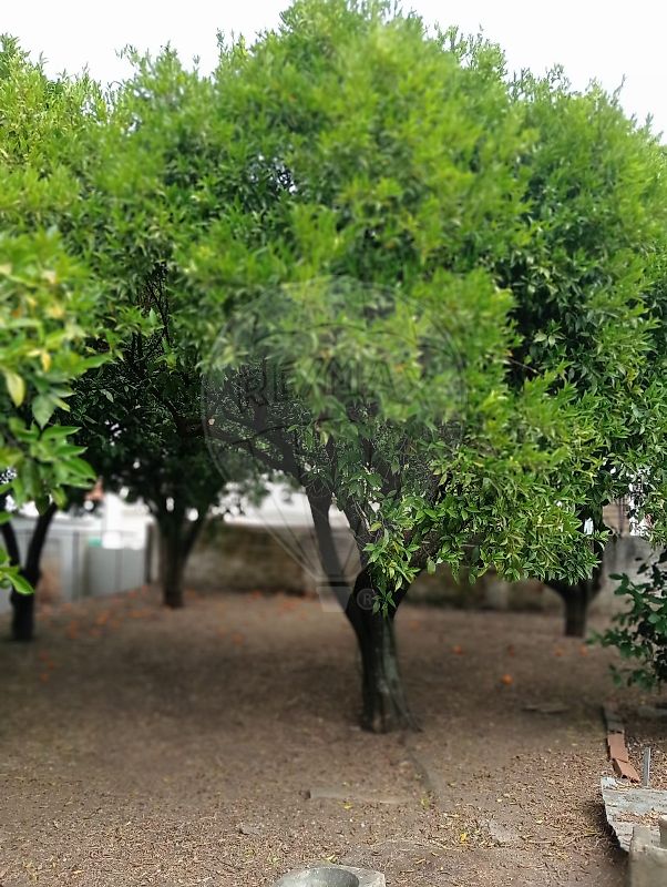 Moradia T4 à venda em Torres Novas (São Pedro), Lapas e Ribeira Branca, Torres Novas — foto 6