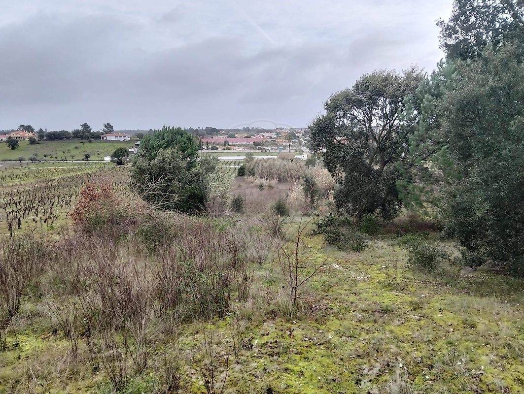 Terreno - Vila Chã de Ourique, Cartaxo, Santarém