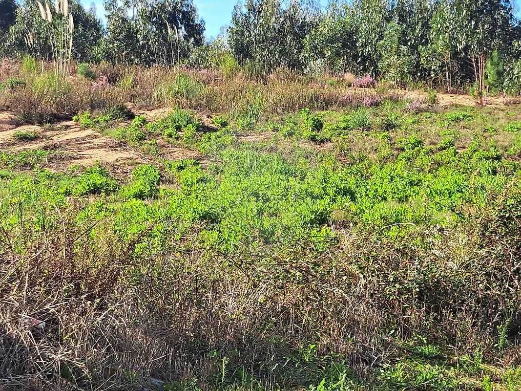 Terreno  à venda em Olho Polido