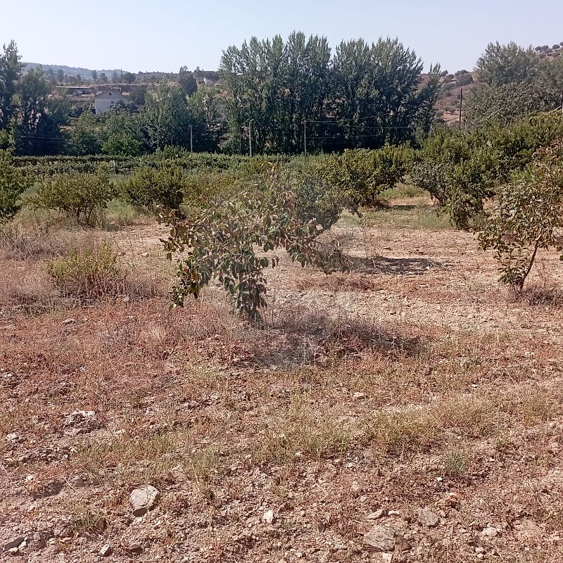Land for sale in Mirandela, Portugal — €280,000