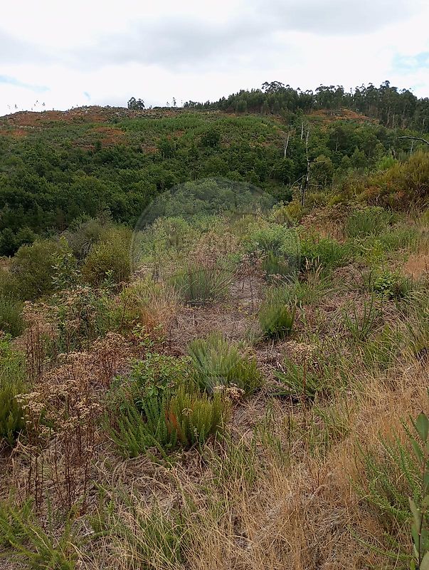 Terreno  para venda