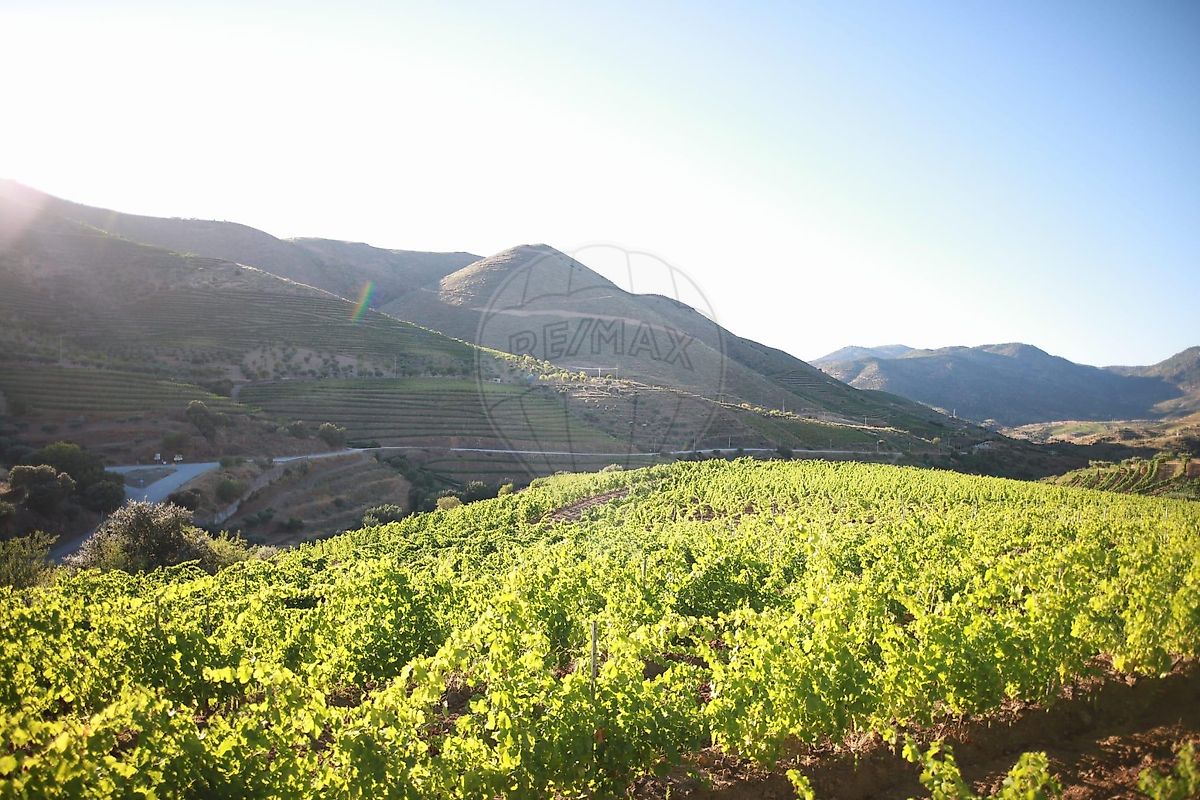 Herdade - Seixas, Vila Nova de Foz Côa, Guarda