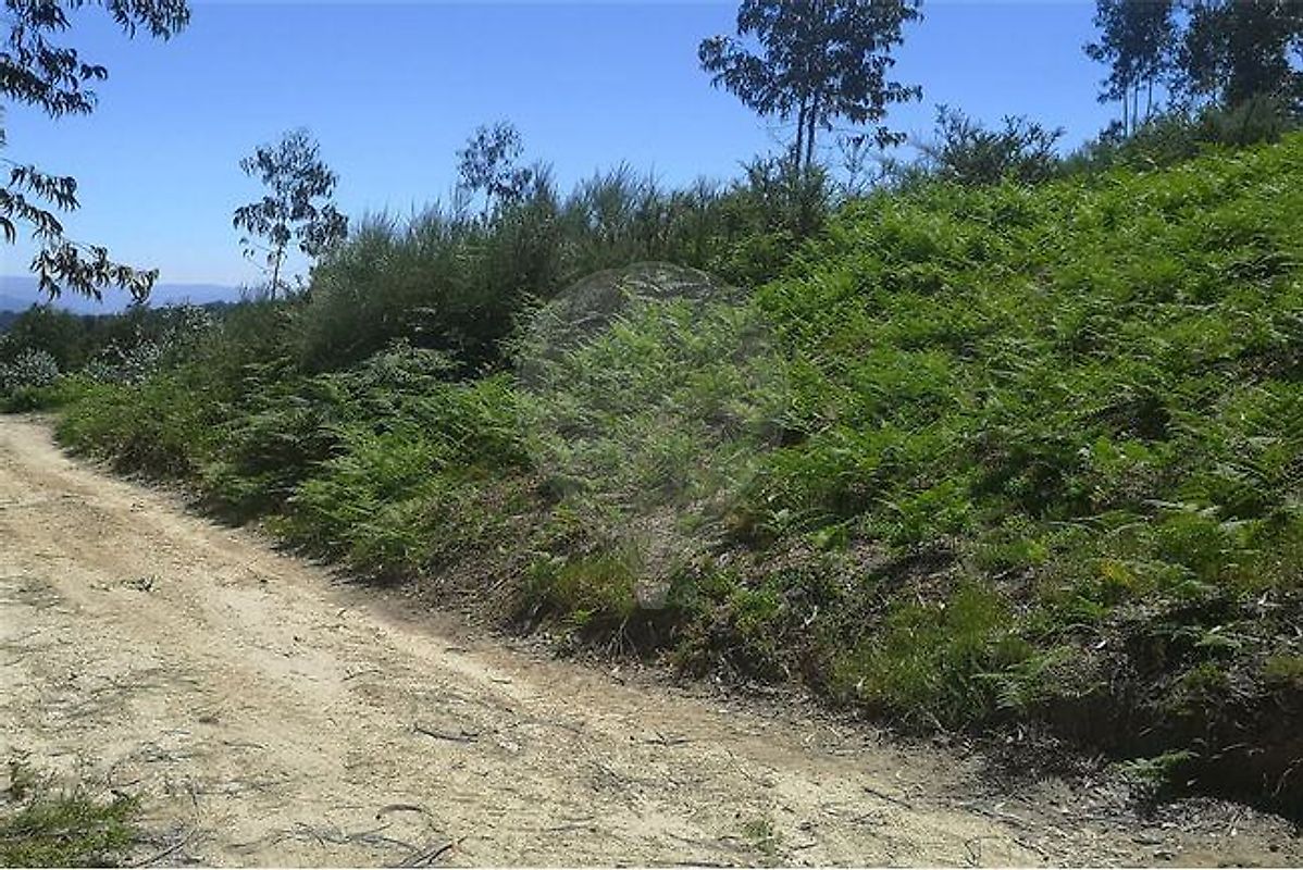 Terreno  à venda em Amarante