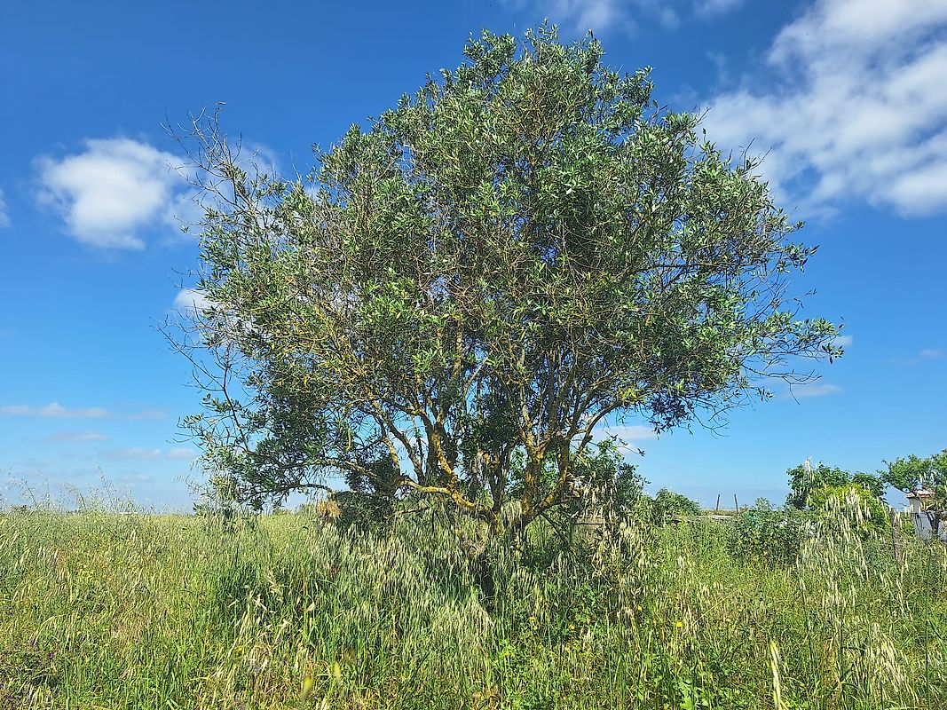 Land for sale in Palmela, Portugal — €170,000