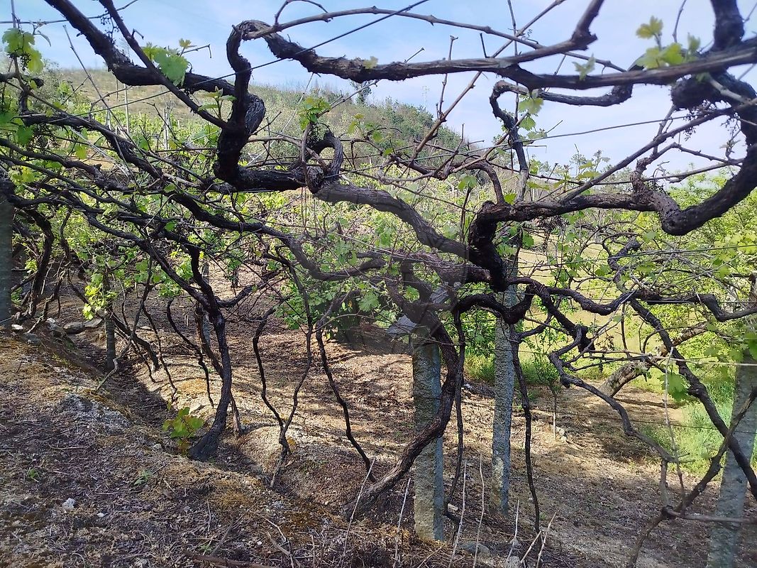 Moradia T3 à venda em Gove, Baião — foto 29