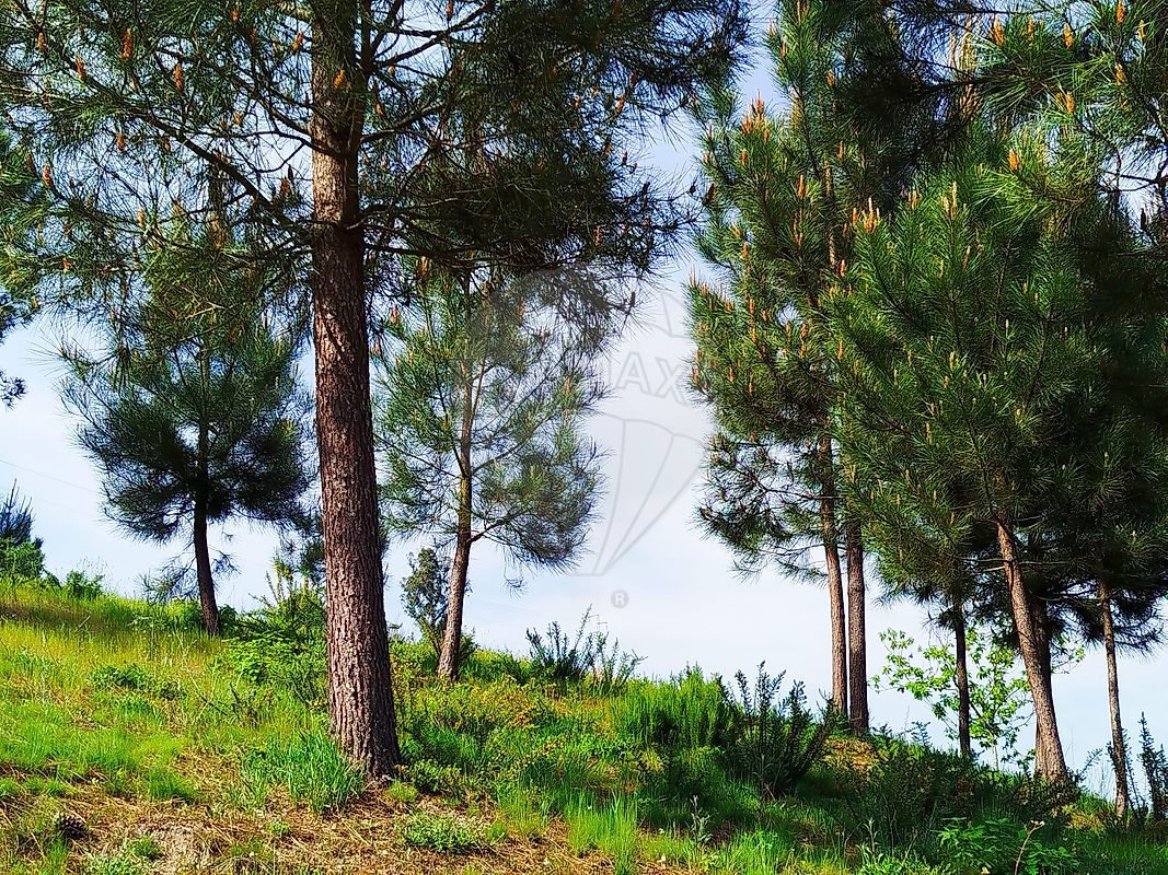 Moradia T3 à venda em Gove, Baião — foto 34