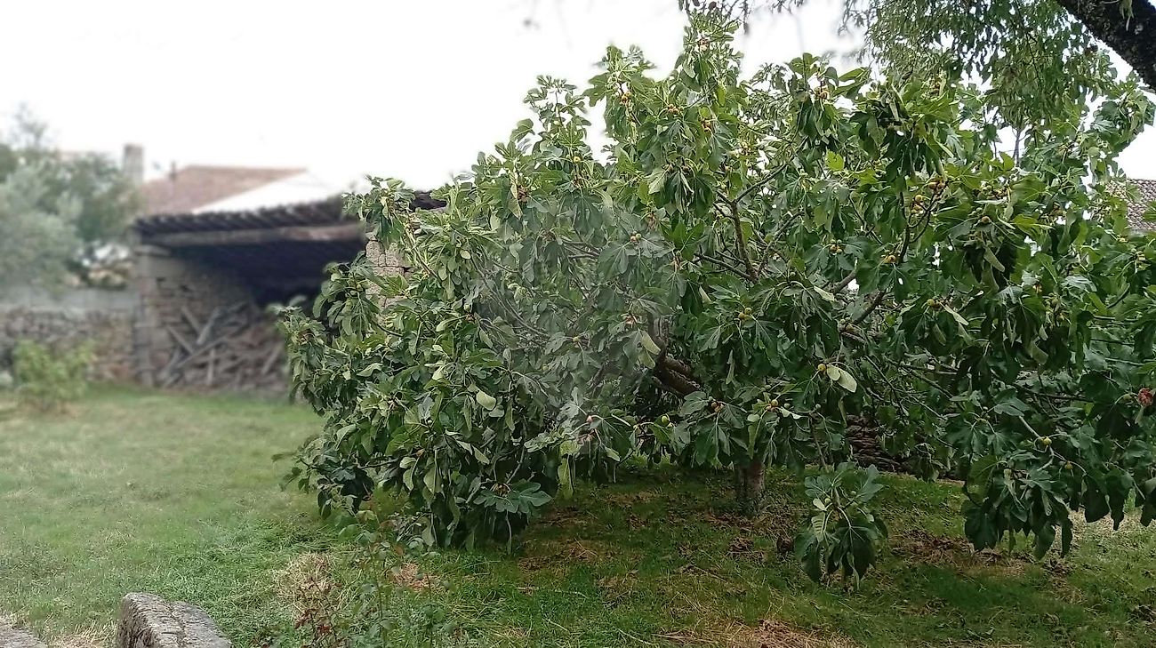 Moradia T5 à venda em Coriscada, Mêda — foto 14