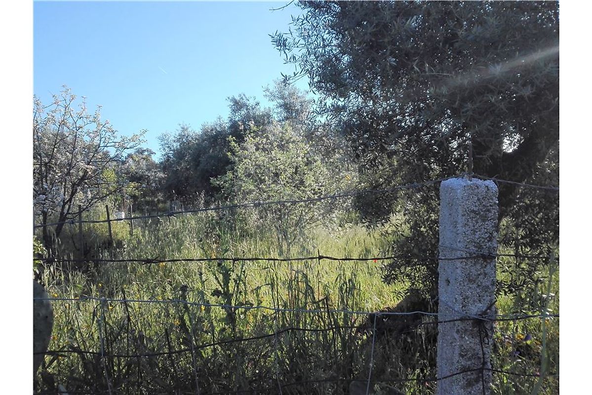 Terreno à venda em Castelo Branco