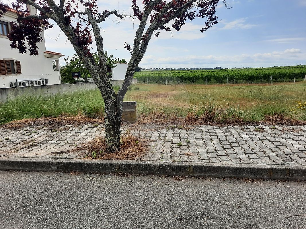 Terreno à venda em Castelo Branco