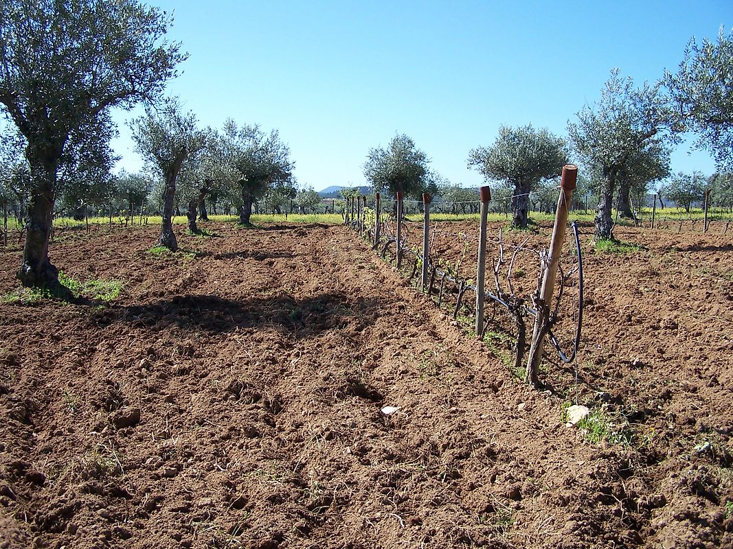 Terreno à venda em Coxerro