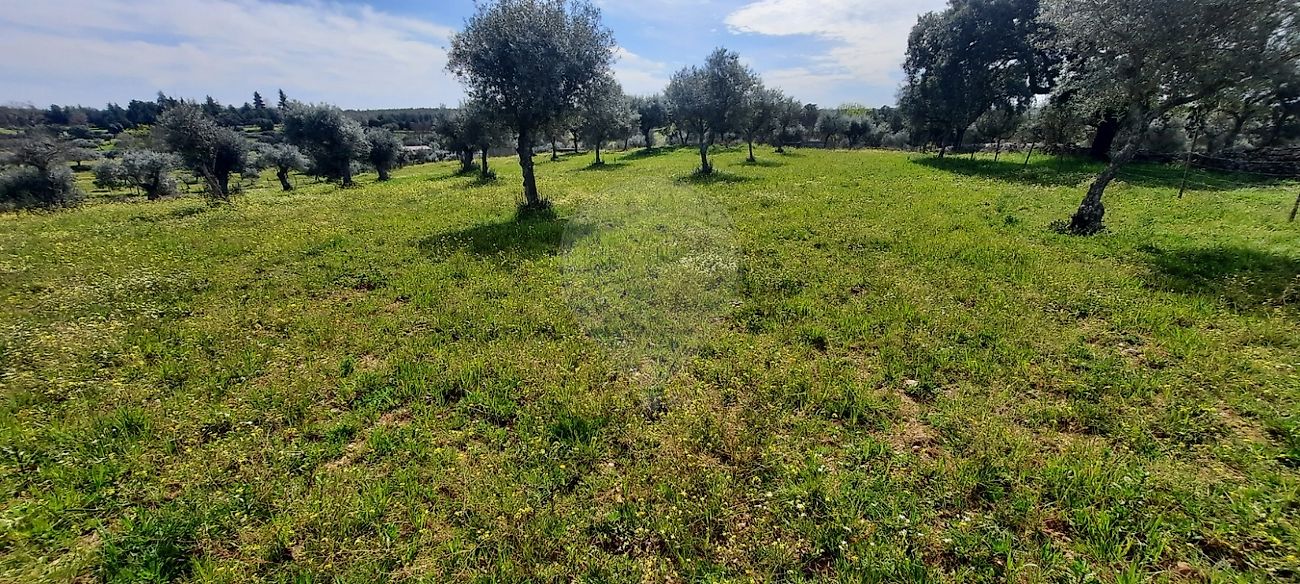 Terreno à venda em Idanha-a-Nova