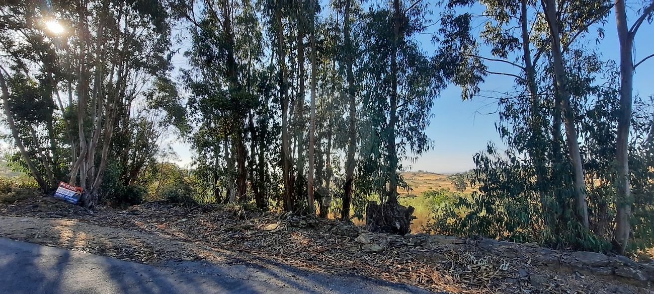 Terreno à venda em Idanha-a-Nova