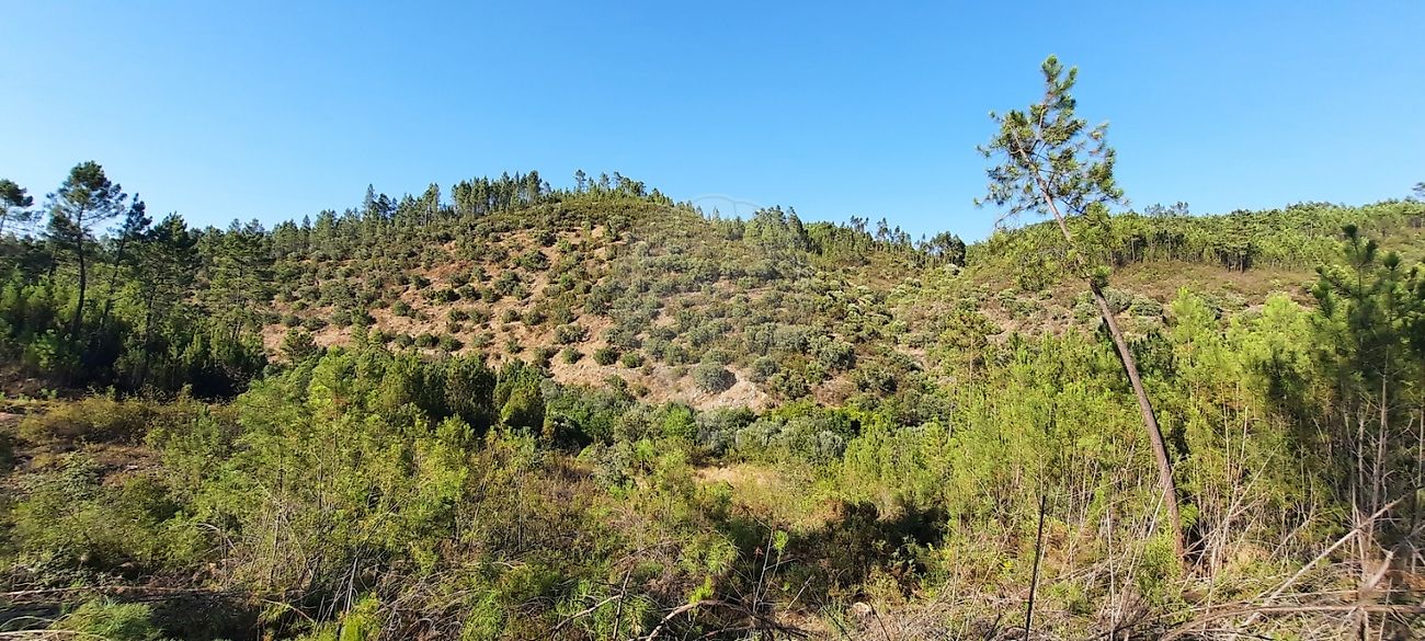 Terreno  à venda em Castelo Branco
